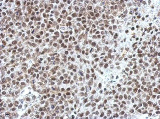 Immunohistochemistry (Formalin/PFA-fixed paraffin-embedded sections) - Anti-Oct-1 antibody (AB272867)