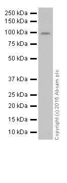 Western blot - Anti-Oct-1 antibody [EPR16570] (AB178869)