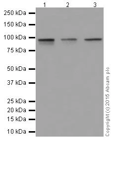 Western blot - Anti-Oct-1 antibody [EPR16570] (AB178869)