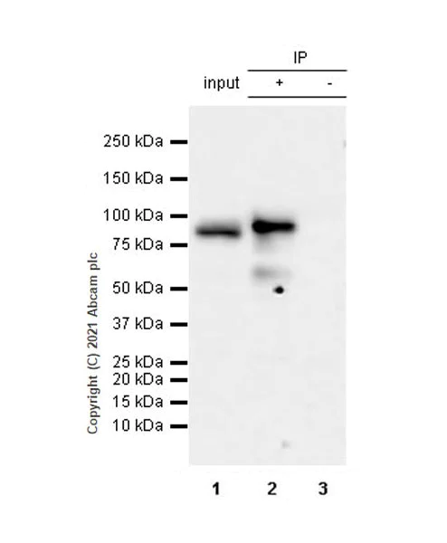 Western blot - Anti-Oct-1 antibody [EPR16570] (AB178869)