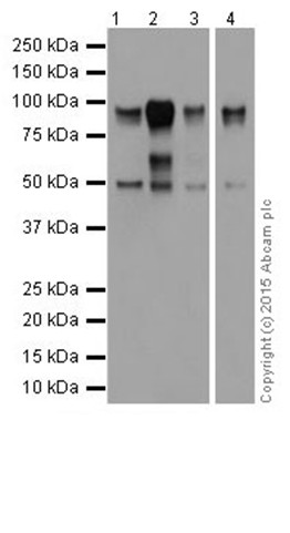 Western blot - Anti-Oct-1 antibody [EPR16570] (ab178869), expandable thumbnail