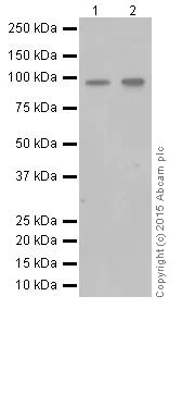 Western blot - Anti-Oct-1 antibody [EPR16570] (AB178869)