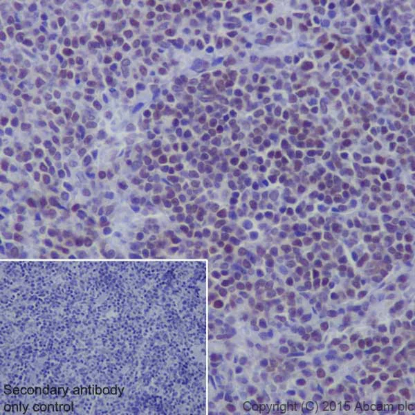 Immunohistochemistry (Formalin/PFA-fixed paraffin-embedded sections) - Anti-Oct-1 antibody [EPR16570] - BSA and Azide free (AB240959)
