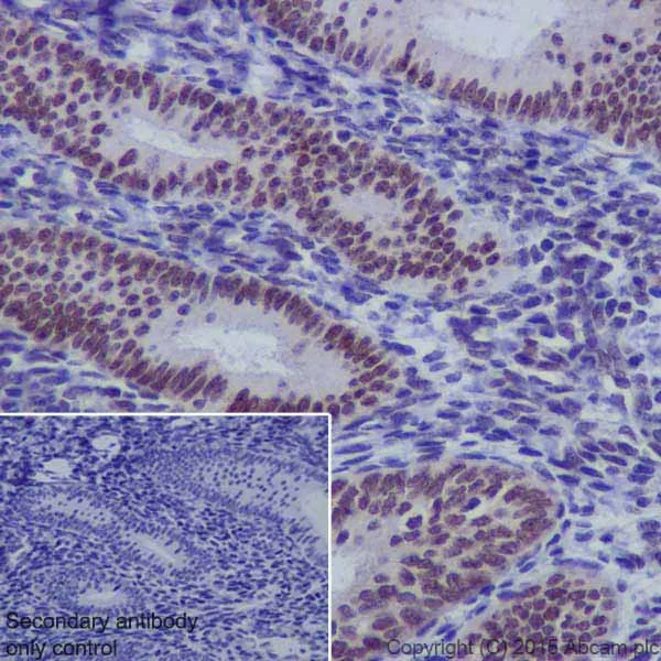 Immunohistochemistry (Formalin/PFA-fixed paraffin-embedded sections) - Anti-Oct-1 antibody [EPR16570] - BSA and Azide free (AB240959)