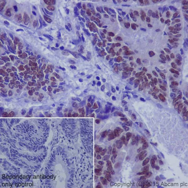 Immunohistochemistry (Formalin/PFA-fixed paraffin-embedded sections) - Anti-Oct-1 antibody [EPR16570] - BSA and Azide free (AB240959)