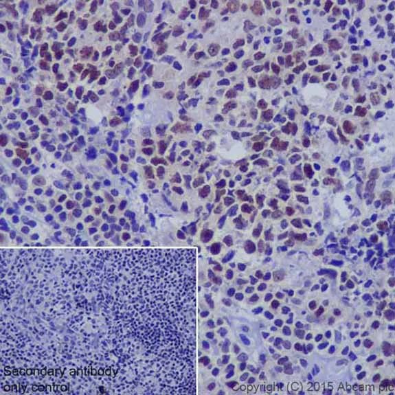 Immunohistochemistry (Formalin/PFA-fixed paraffin-embedded sections) - Anti-Oct-1 antibody [EPR16570] - BSA and Azide free (AB240959)