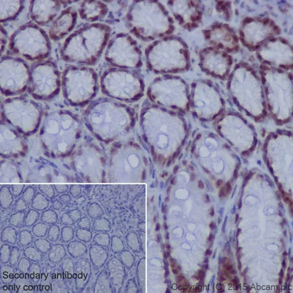 Immunohistochemistry (Formalin/PFA-fixed paraffin-embedded sections) - Anti-Oct-1 antibody [EPR16570] - BSA and Azide free (AB240959)