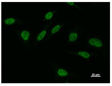 Immunocytochemistry/ Immunofluorescence - Anti-Oct-1 antibody [POU5I097] (AB51363), expandable thumbnail
