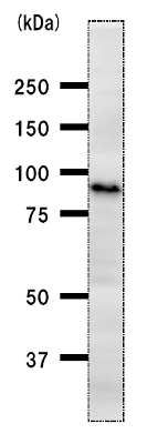 Western blot - Anti-Oct-1 antibody [POU5I097] (AB51363), expandable thumbnail