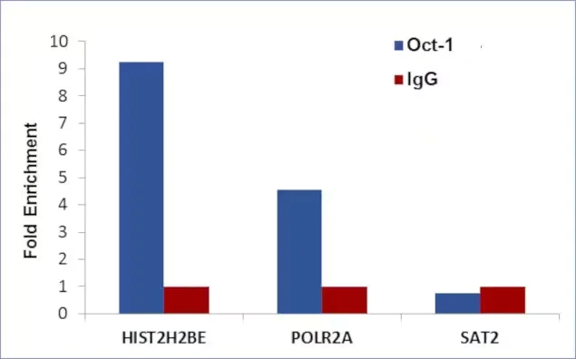 ChIP - Anti-Oct-1 antibody [RP23040247] - ChIP Grade (AB308043)