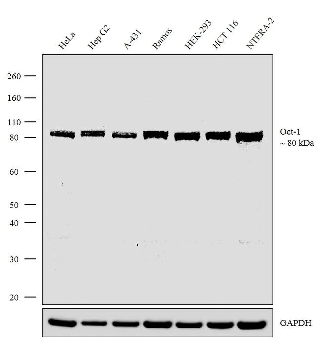 Western blot - Anti-Oct-1 antibody [RP23040247] - ChIP Grade (AB308043)
