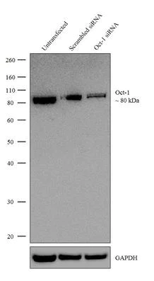 Western blot - Anti-Oct-1 antibody [RP23040247] - ChIP Grade (AB308043)