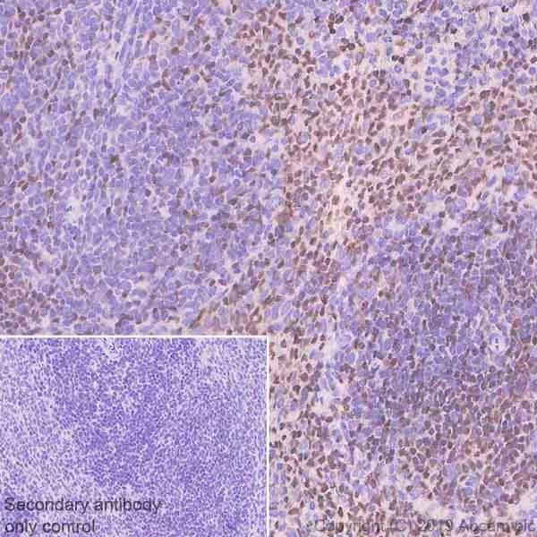 Immunohistochemistry (Formalin/PFA-fixed paraffin-embedded sections) - Anti-Oct-2 antibody [9A2] (AB243153)