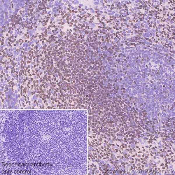 Immunohistochemistry (Formalin/PFA-fixed paraffin-embedded sections) - Anti-Oct-2 antibody [9A2] (AB243153)
