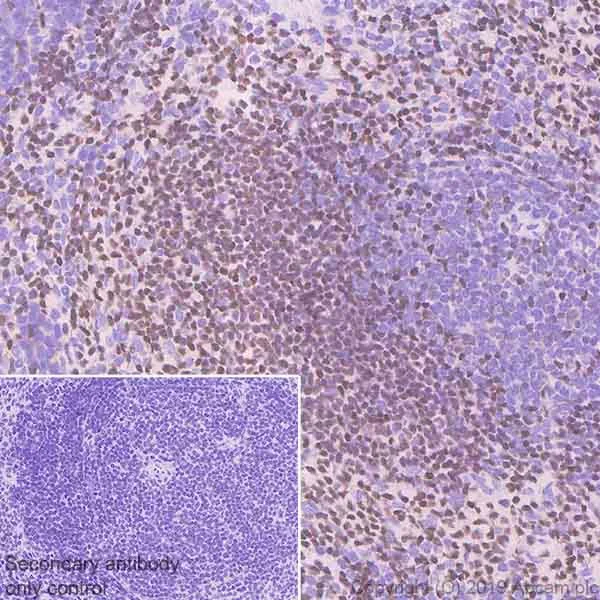 Immunohistochemistry (Formalin/PFA-fixed paraffin-embedded sections) - Anti-Oct-2 antibody [9A2] (AB243153)