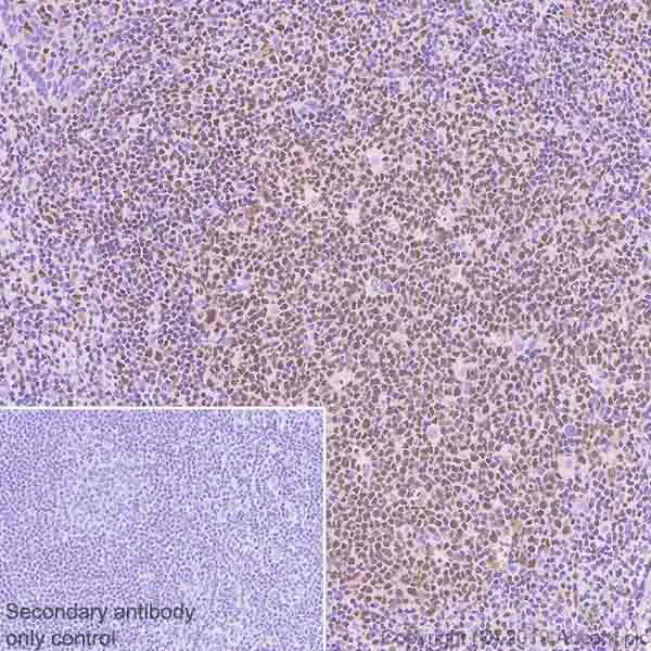 Immunohistochemistry (Formalin/PFA-fixed paraffin-embedded sections) - Anti-Oct-2 antibody [9A2] - BSA and Azide free (AB252246)