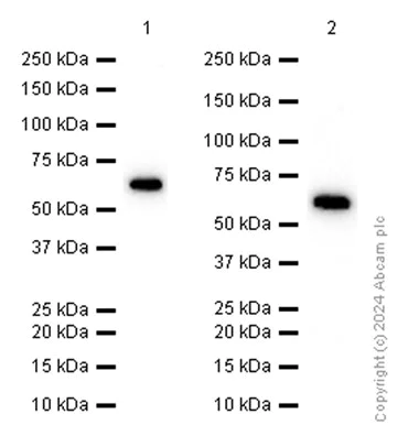 Western blot - Anti-Oct-2 antibody [EP543Y] - BSA and Azide free (AB284677)