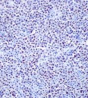 Immunohistochemistry (Formalin/PFA-fixed paraffin-embedded sections) - Anti-Oct-2 antibody [EPR12482-106] - BSA and Azide free (AB250055)