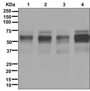 Western blot - Anti-Oct-2 antibody [EPR12482-106] - BSA and Azide free (AB250055)