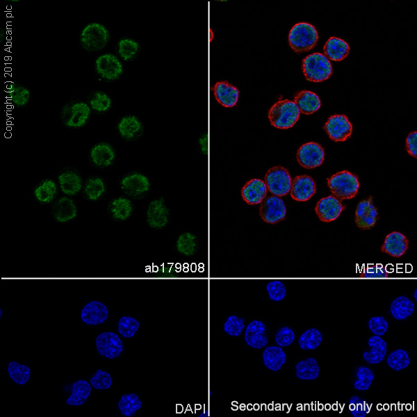 Immunocytochemistry/ Immunofluorescence - Anti-Oct-2 antibody [EPR12482] (AB179808)
