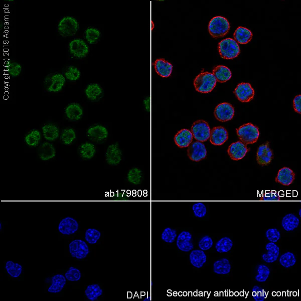 Immunocytochemistry/ Immunofluorescence - Anti-Oct-2 antibody [EPR12482] (AB179808)