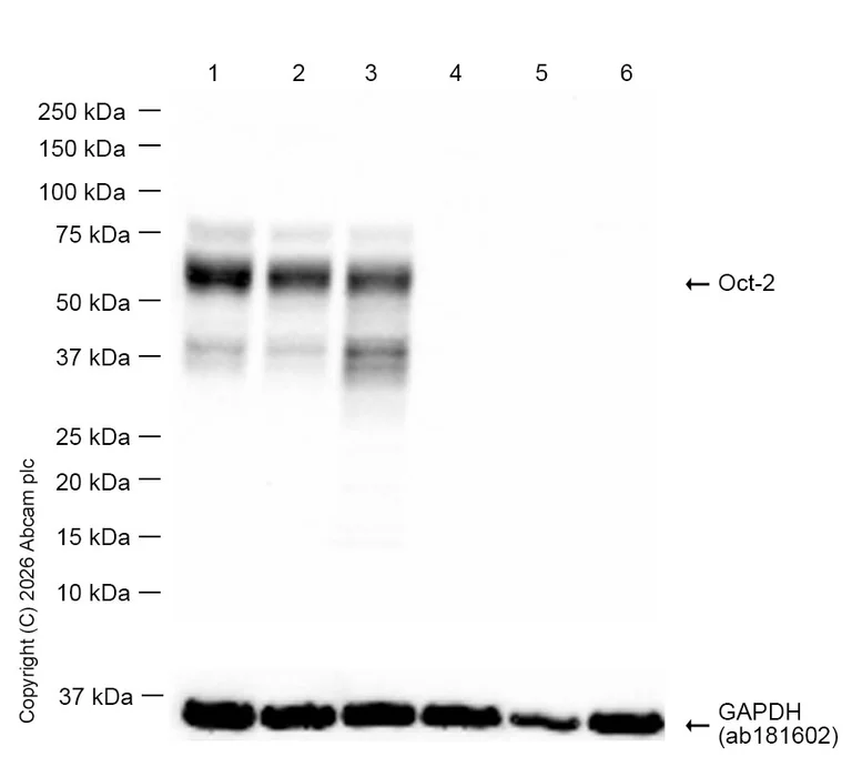 Western blot - Anti-Oct-2 antibody [EPR12482] (AB179808)