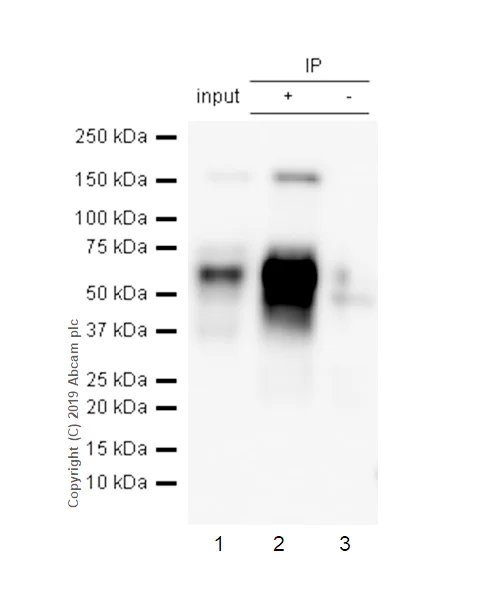 Immunoprecipitation - Anti-Oct-2 antibody [EPR12482] - BSA and Azide free (AB250114)