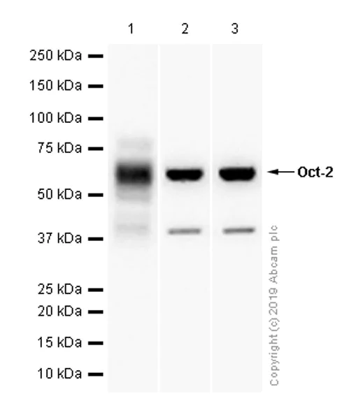 Western blot - Anti-Oct-2 antibody [EPR12482] - BSA and Azide free (AB250114)