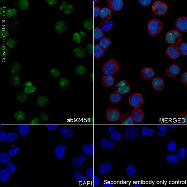 Immunocytochemistry/ Immunofluorescence - Anti-Oct-2 antibody [EPR542] (AB92458)