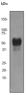 Western blot - Anti-Oct-2 antibody [EPR542] (AB92458)