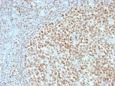 Immunohistochemistry (Formalin/PFA-fixed paraffin-embedded sections) - Anti-Oct-2 antibody [OCT2/2136] (AB236534)