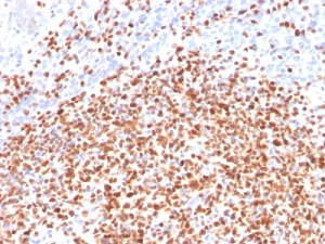 Immunohistochemistry (Formalin/PFA-fixed paraffin-embedded sections) - Anti-Oct-2 antibody [OCT2/2137] (AB236558)