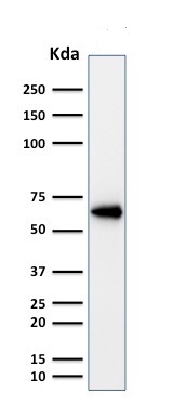Western blot - Anti-Oct-2 antibody [OCT2/2137] (AB236558), expandable thumbnail