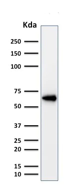 Western blot - Anti-Oct-2 antibody [OCT2/2137] (AB236558)