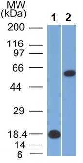 Western blot - Anti-Oct-2 antibody [OCT2/2137] (AB236558), expandable thumbnail