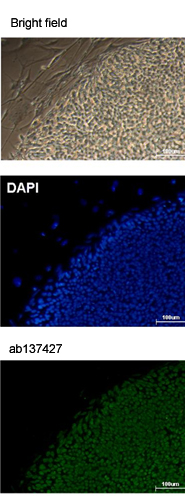 Immunocytochemistry/ Immunofluorescence - Anti-Oct4 antibody (AB137427), expandable thumbnail