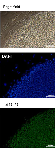 Immunocytochemistry/ Immunofluorescence - Anti-Oct4 antibody (AB137427)