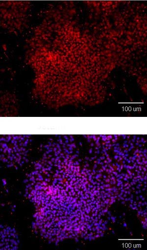 Immunocytochemistry/ Immunofluorescence - Anti-Oct4 antibody (AB137427), expandable thumbnail