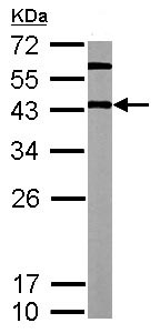 Western blot - Anti-Oct4 antibody (AB137427), expandable thumbnail
