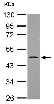 Western blot - Anti-Oct4 antibody (ab137427), expandable thumbnail