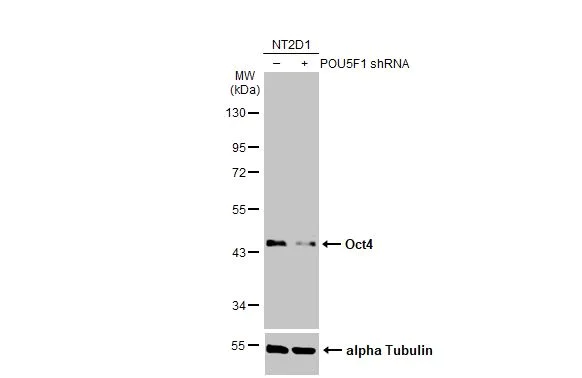 Western blot - Anti-Oct4 antibody (AB137427)