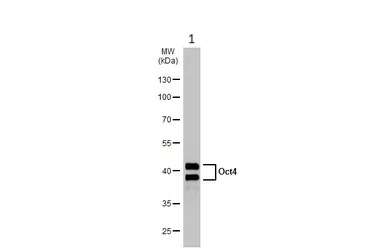 Western blot - Anti-Oct4 antibody (AB137427)