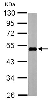 Western blot - Anti-Oct4 antibody (ab137427), expandable thumbnail
