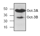 Western blot - Anti-Oct4 antibody (AB18976), expandable thumbnail