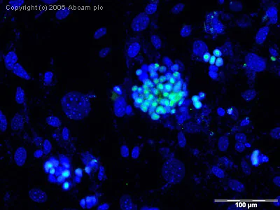 Immunocytochemistry/ Immunofluorescence - Anti-Oct4 antibody (AB19857)