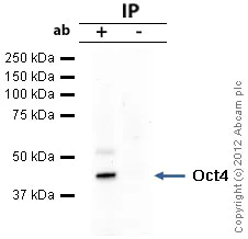 Immunoprecipitation - Anti-Oct4 antibody (AB19857)