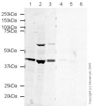 Western blot - Anti-Oct4 antibody (AB19857)