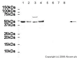 Western blot - Anti-Oct4 antibody (AB19857)