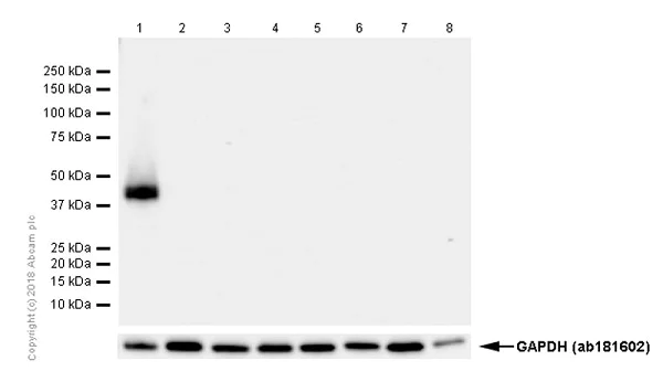 Western blot - Anti-Oct4 antibody [EPR17929] - ChIP Grade (AB181557)