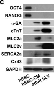 Western blot - Anti-Oct4 antibody [EPR17929] - ChIP Grade (ab181557), expandable thumbnail